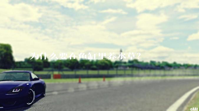 为什么要在鱼缸里养水草？